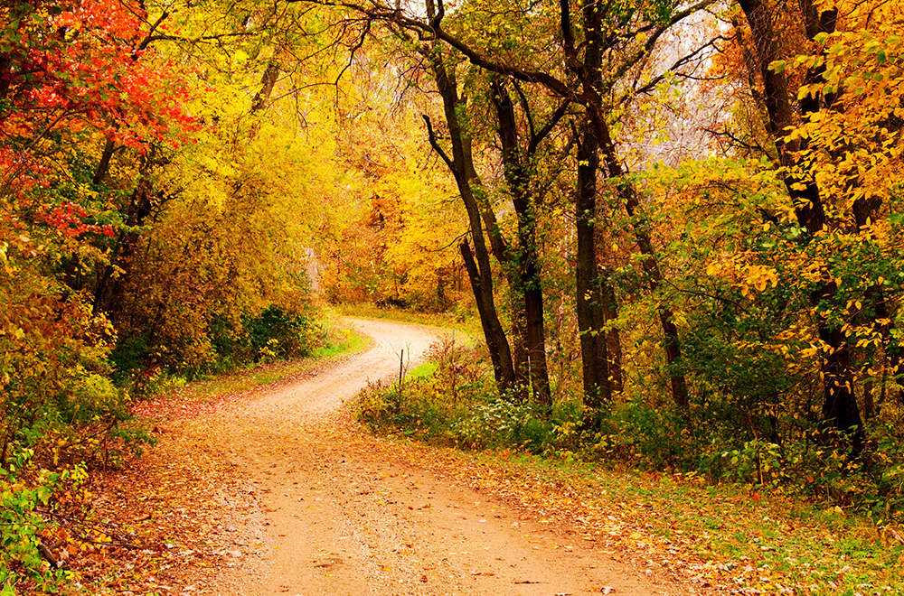 woodland path