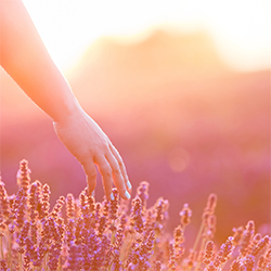 hand in lavender field 