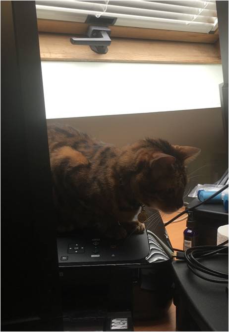 cat on printer