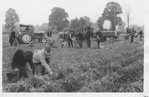 Black and white photo showing a time when people with epilepsy were employed at Skippings Farm. They are digging and harvesting the land.