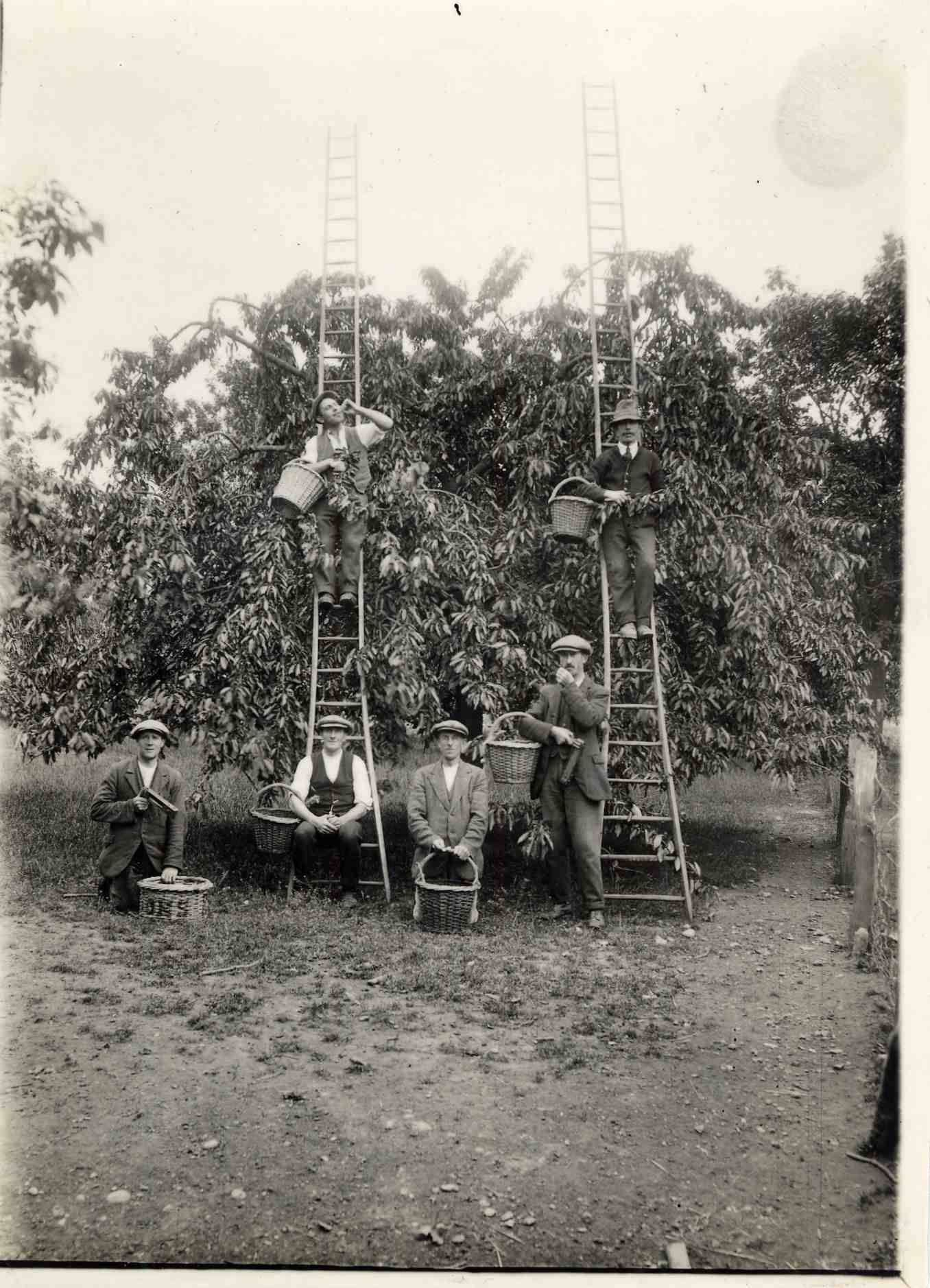 Archive photo shows cherry pickers in orchard ready to climb very tall ladders that tapered narrowly towards the top