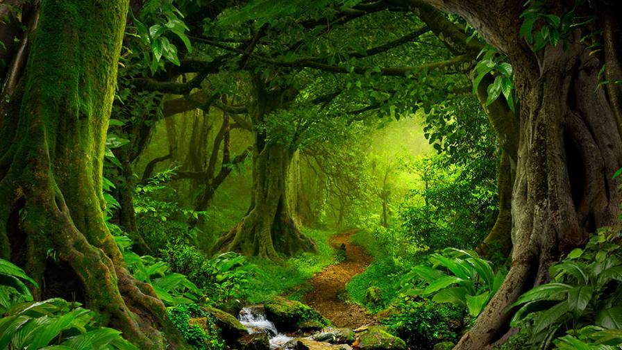 Green tree forest
