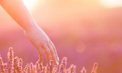 person in lavender field